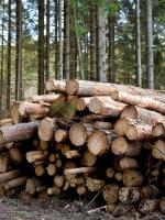 Lumber Wholesaling in Canada market size (2024-2029)